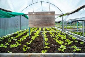 closeup placa de madeira em branco pendurada no telhado em uma plantação de viveiro de uma jovem fazenda de vegetais orgânicos foto