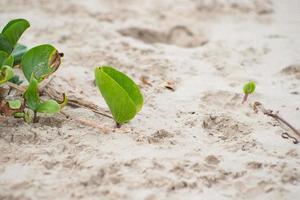 foto do close up de plantas bienais na praia. ipoméia cresce à beira-mar