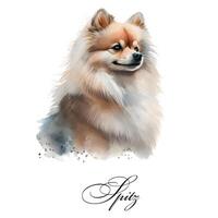 aguarela ai gerado ilustração do uma solteiro cachorro procriar spitz. guia cachorro, uma incapacidade assistência cachorro. aguarela animal coleção do cães. cachorro retrato. ilustração do animal. foto