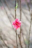 pêssego flor símbolo do lunar Novo ano. fechar acima do minúsculo Rosa flor dentro jardim. foto