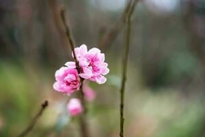 pêssego flor símbolo do lunar Novo ano. fechar acima do minúsculo Rosa flor dentro jardim. foto