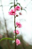 pêssego flor símbolo do lunar Novo ano. fechar acima do minúsculo Rosa flor dentro jardim. foto