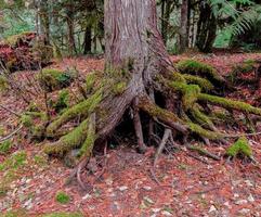 raízes de cedro em área de acampamento de whispering falls no norte do rio santiam perto de idanha foto