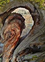 crescente de zimbro no alto deserto a leste de Redmond, ou foto