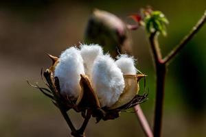 close de uma cápsula de algodão cru crescendo em um campo de algodão