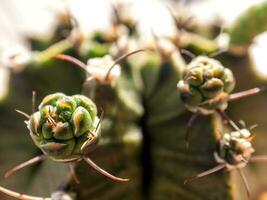 pequeno botão de cacto gymnocalycium foto