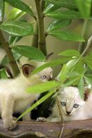 dois branco gatinho atrás a zz plantar folhas foto