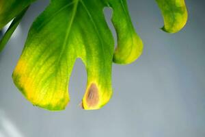 fechar acima do monstera com Preto e amarelo local vencimento para sobre rega a plantar. plantar doença. foto