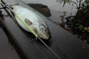 peixe salmão grande com vara de pescar foto