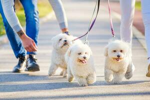 uma casal caminhando seus cachorros foto