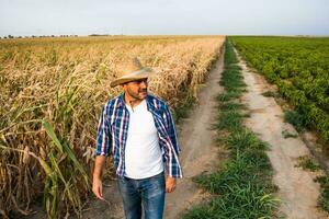 agricultor examinando a progresso do cultivo foto