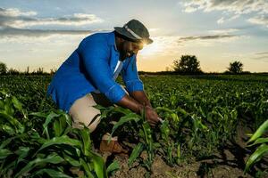 afro agricultor examinando a colheita foto