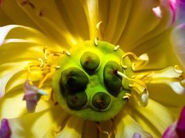 flor de lótus na natureza foto