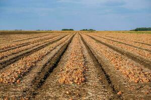 escavado cebola cultivo em terra foto