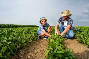 pai é ensino dele filho sobre cultivar Pimenta foto