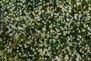 uma campo com flores foto