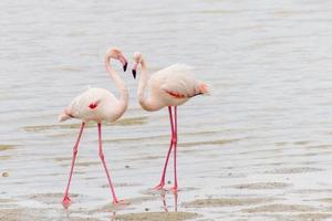 dois flamingos cortejando na margem do lago salgado de larnaca em Chipre foto
