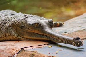 crocodilo gavial macho rastejando no zoológico arignar anna em chennai, Índia foto