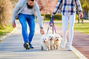 uma casal caminhando seus cachorros foto