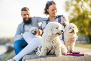 a adulto casal é desfrutando uma ensolarado dia com seus cachorro foto