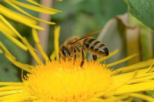 abelha em uma flor amarela foto