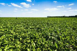 açúcar beterraba agrícola campo dentro verão foto