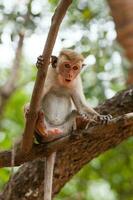 toque macaque macaco, macaca sinica, sri lanka foto