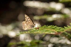 borboleta marrom em um galho de pinheiro foto