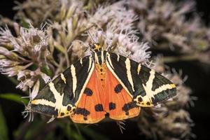 close-up de uma mariposa colorida em uma flor foto