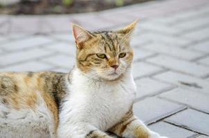 retrato de um gato foto