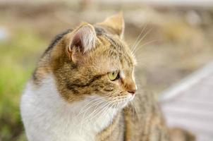 retrato de um gato foto