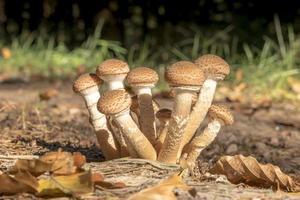 um grupo de cogumelos foto