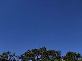 verde árvores e azul céu em uma ensolarado dia com cópia de espaço para texto. foto