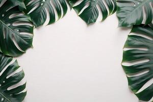 verde folhas monstera natureza quadro, Armação disposição do tropical plantar arbusto em branco fundo. ai gerado foto