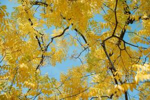 amarelo dourado chuva árvore foto
