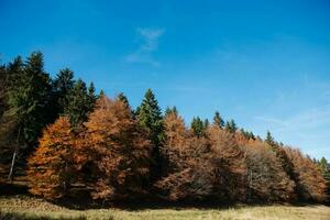 floresta de árvores de outono foto