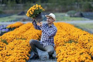 ásia jardineiro é inspecionando a saúde e pragas ao controle do laranja calêndula Panela enquanto trabalhando dentro dele rural campo Fazenda para medicinal erva e cortar flor o negócio conceito foto