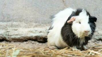 frente Visão do fofa animal hamster Preto e branco cor. sentado em em canudo. foto