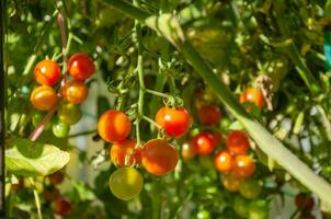pequeno cereja tomates em uma ramo dentro a jardim estão vermelho e não maduro. Alto qualidade foto