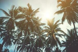 muitos coco Palma árvores em azul céu com brilho do sol dentro verão temporada. foto