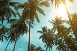 muitos coco Palma árvores em azul céu com brilho do sol dentro verão temporada. foto