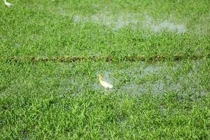 ótimo garça branco ótimo branco garça ardea alba descansos em 1 perna de uma congeladas rio. Letônia. dentro Letônia, a ótimo branco garças começado aninhamento só branco pássaro foto