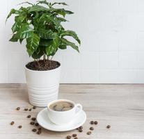 brotos de cafeeiro em uma xícara de café e grãos de café torrados foto