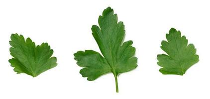 verde folha do salsinha em uma branco isolado fundo foto