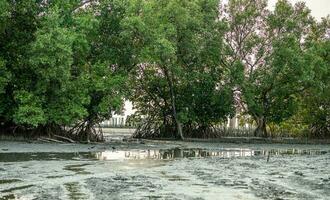 verde mangue floresta e mudflat às a costa. mangue ecossistema. natural carbono pias. manguezais capturar co2 a partir de atmosfera. azul carbono ecossistemas. manguezais absorver carbono dióxido emissões. foto