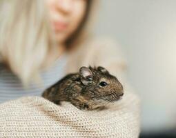 jovem menina jogando com pequeno animal degu esquilo. foto