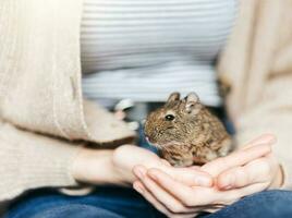 jovem menina jogando com pequeno animal degu esquilo. foto