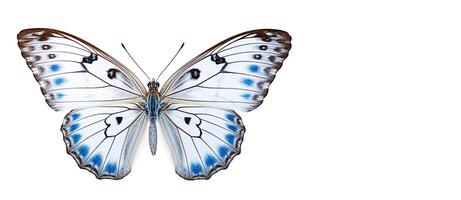 ai generativo. lindo borboleta em branco foto