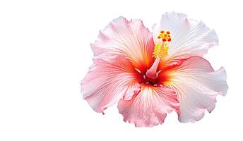 ai generativo. hibisco flores em a branco foto