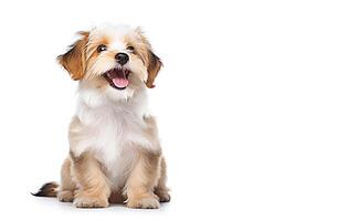 ai generativo. avermelhado havanese cachorro cachorro em branco foto